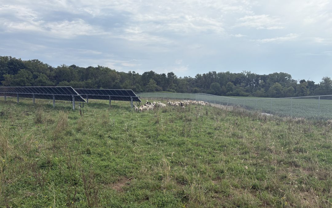 Designing Dual-use Solar Projects for Maximum Impact